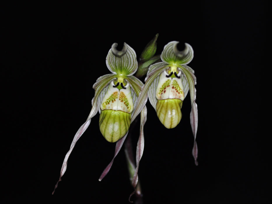 Phragmipedium pearcei
