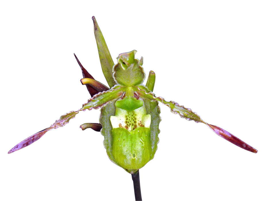 Phragmipedium reticulatum