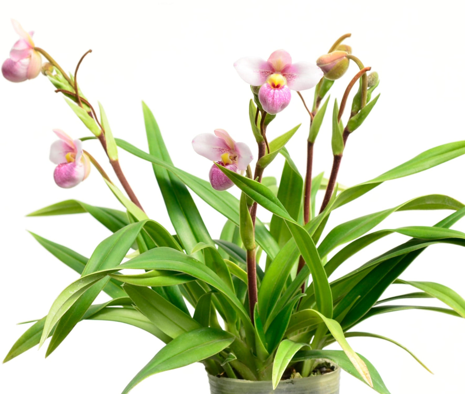Phragmipedium schlimii