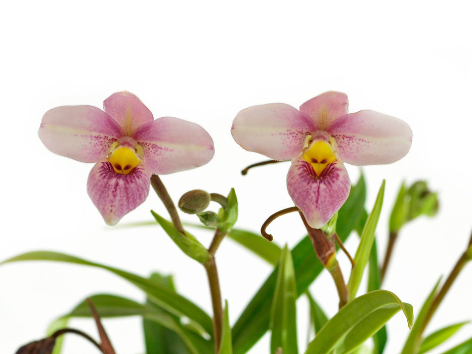 Phragmipedium schlimii