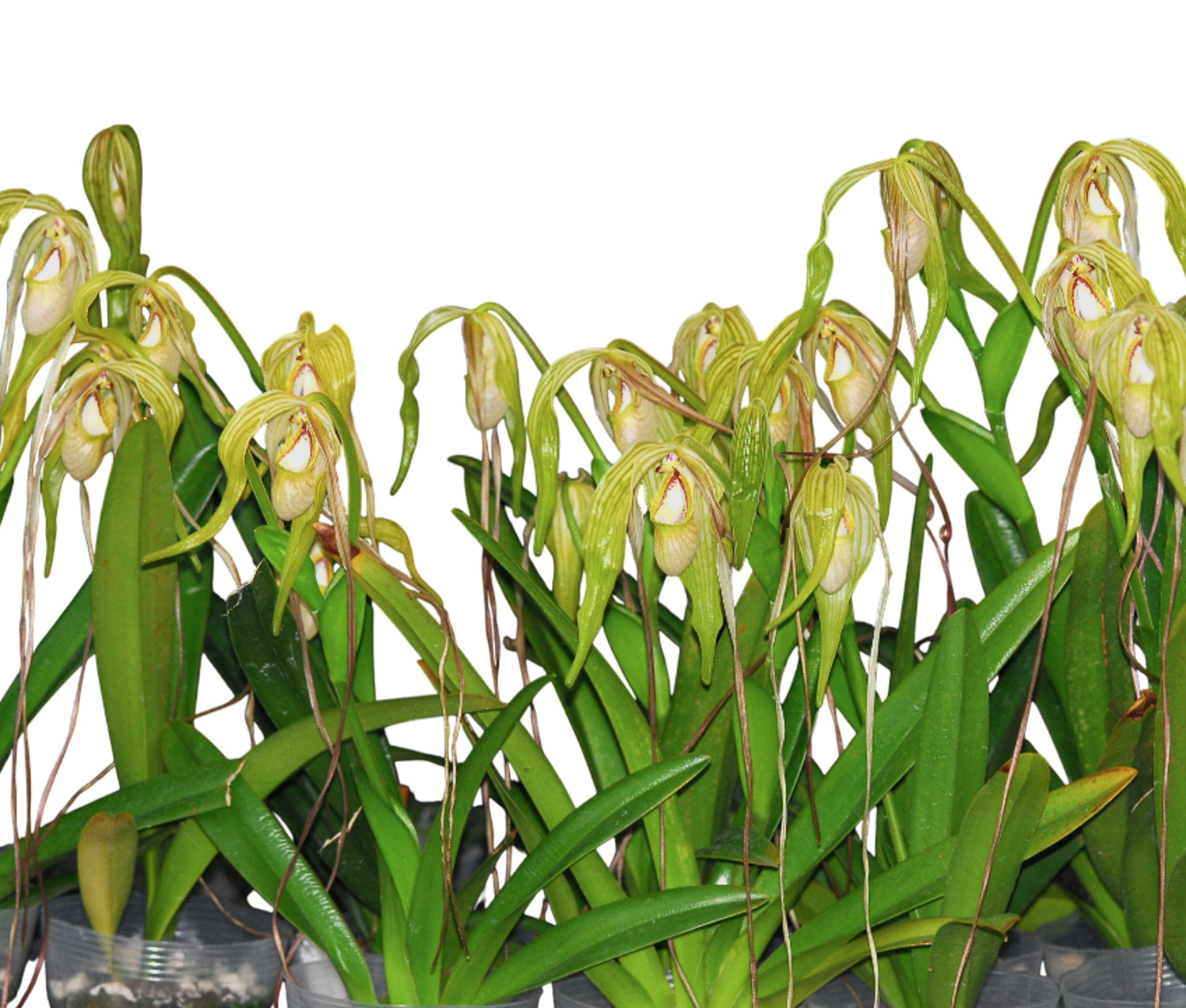 Phragmipedium warszewiczianum var wallisii