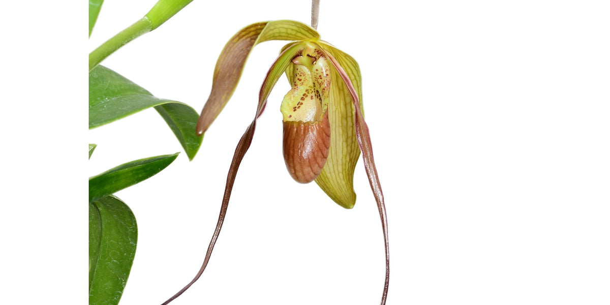 anthurium longifolium Phragmipedium x pfitzerianum