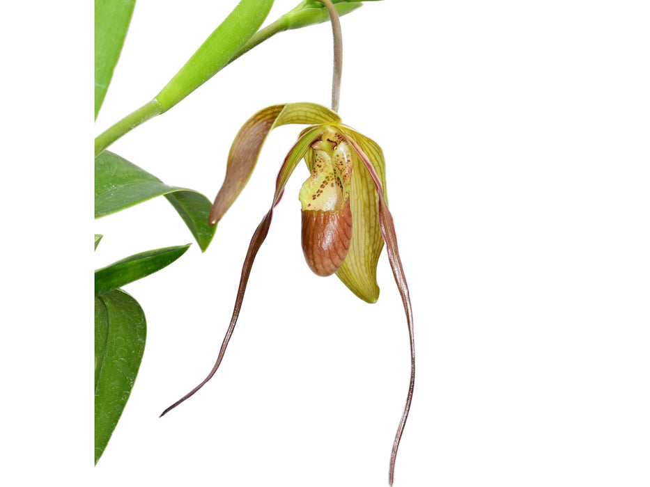 Phragmipedium x pfitzerianum