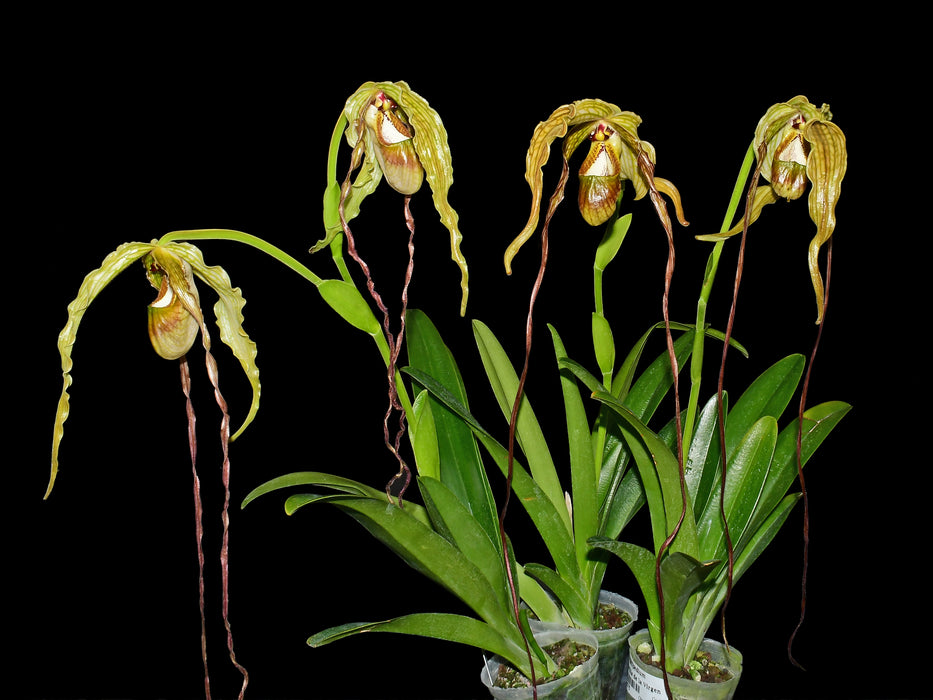 philodendron zapatilla Phragmipedium Zapatilla de la Virgen