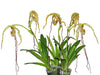Phragmipedium Zapatilla de la Virgen