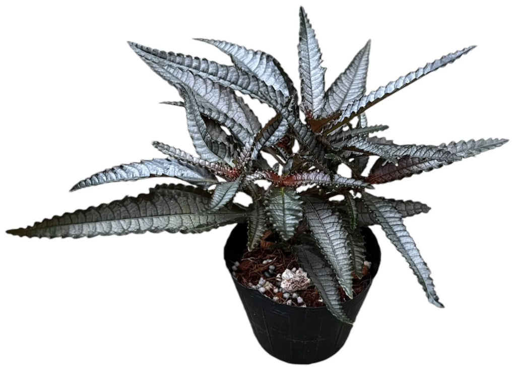 dark mystery house plant Pilea involucrata 'dark mystery' — Ecuagenera USA Corp