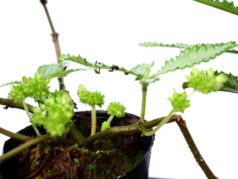 Pilea platinum