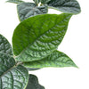 Piper garagaranum cf