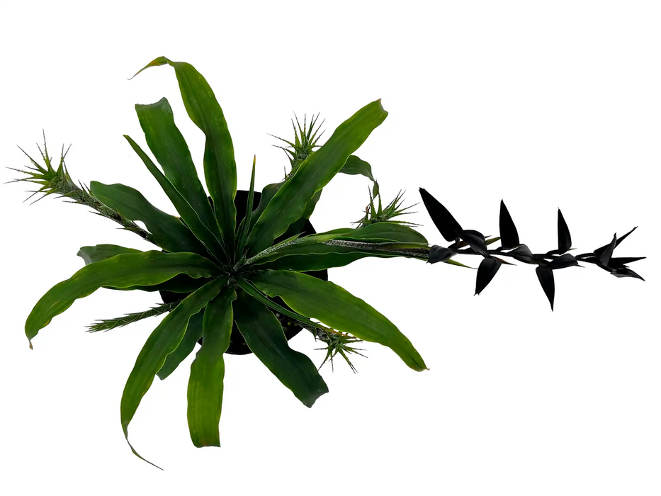 Pitcairnia andreetae