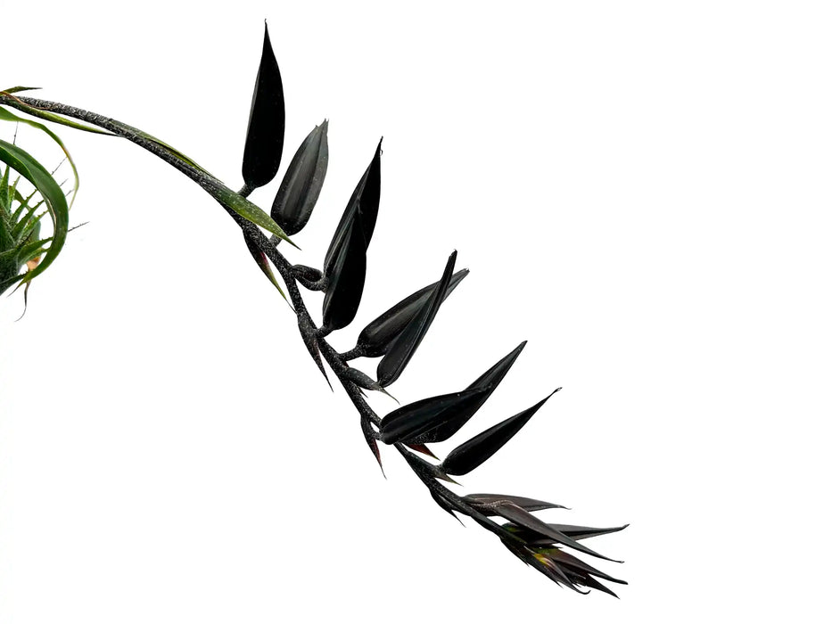 Pitcairnia andreetae