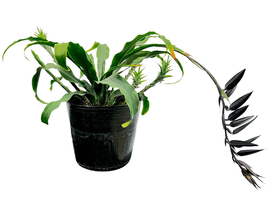 Pitcairnia andreetae