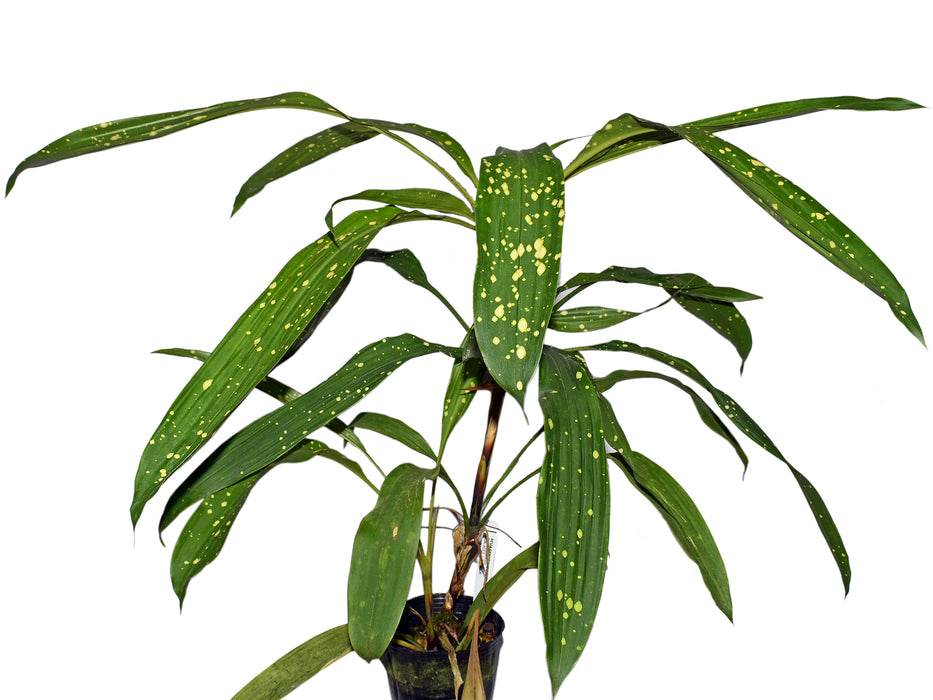 Pitcairnia brongniartiana