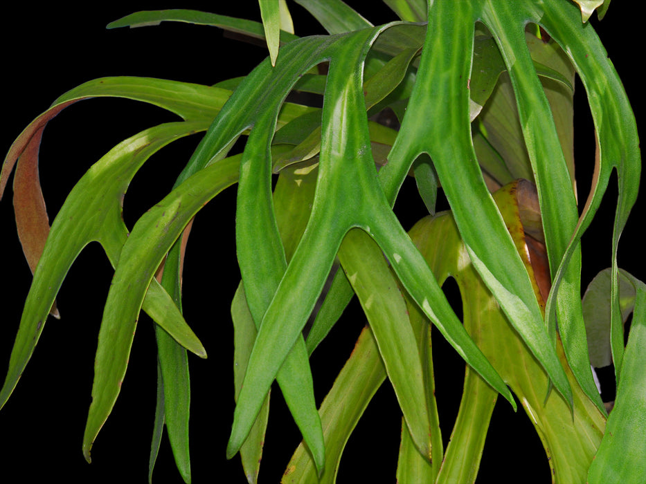 Platycerium bifurcatum