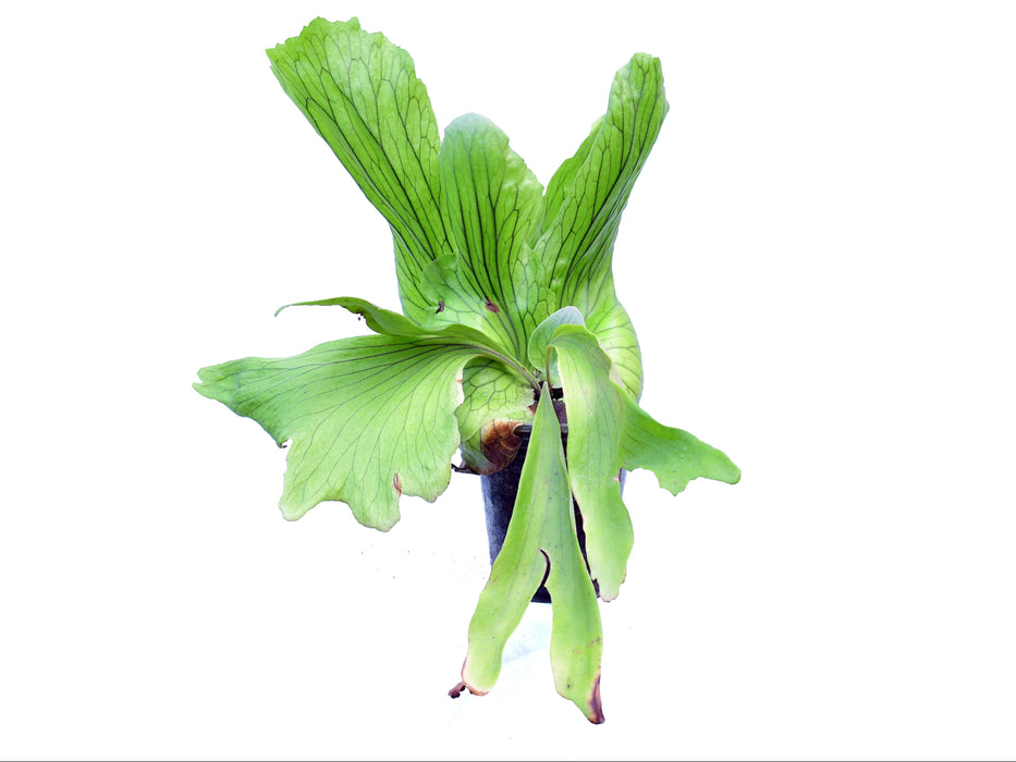 Platycerium stemaria