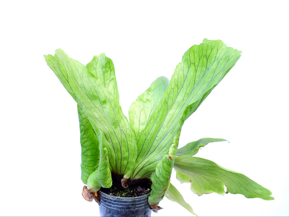 Platycerium stemaria