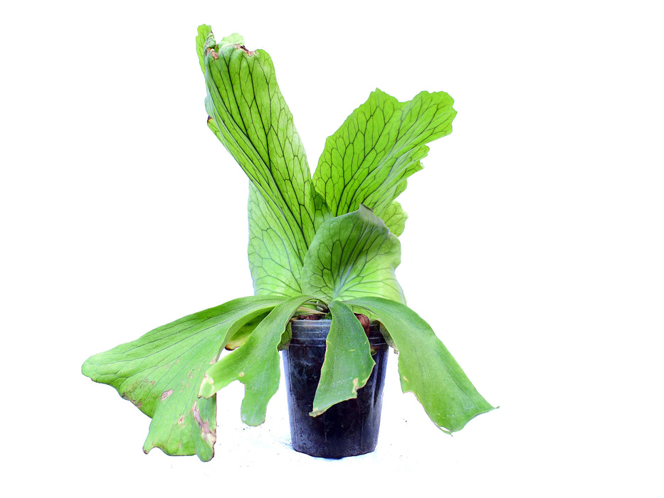 Platycerium stemaria