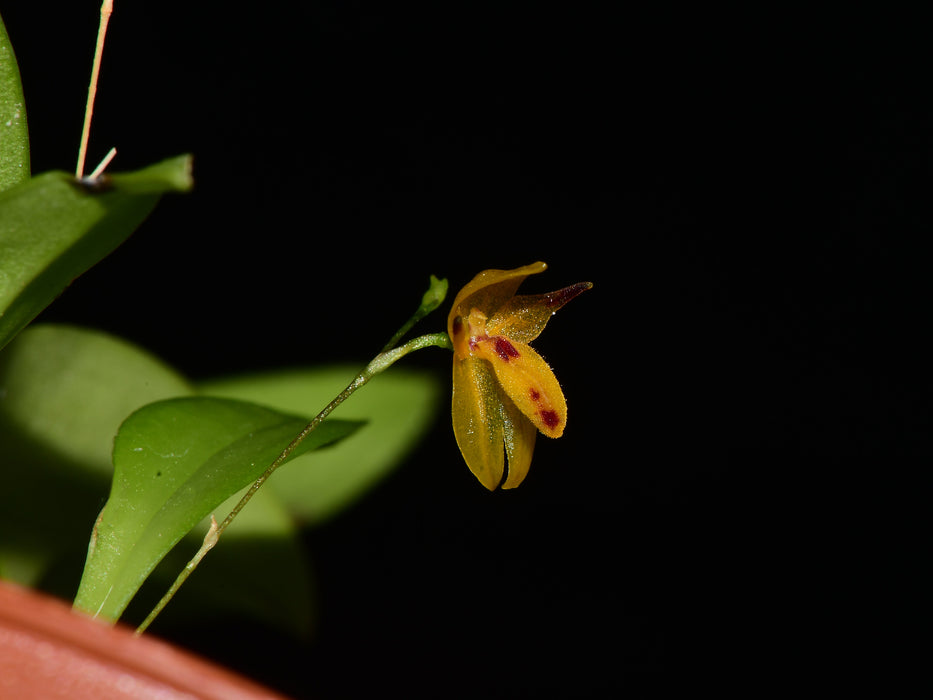 Platystele aurea