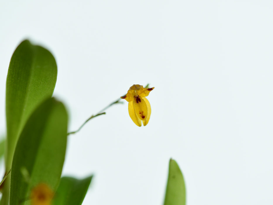 Platystele aurea