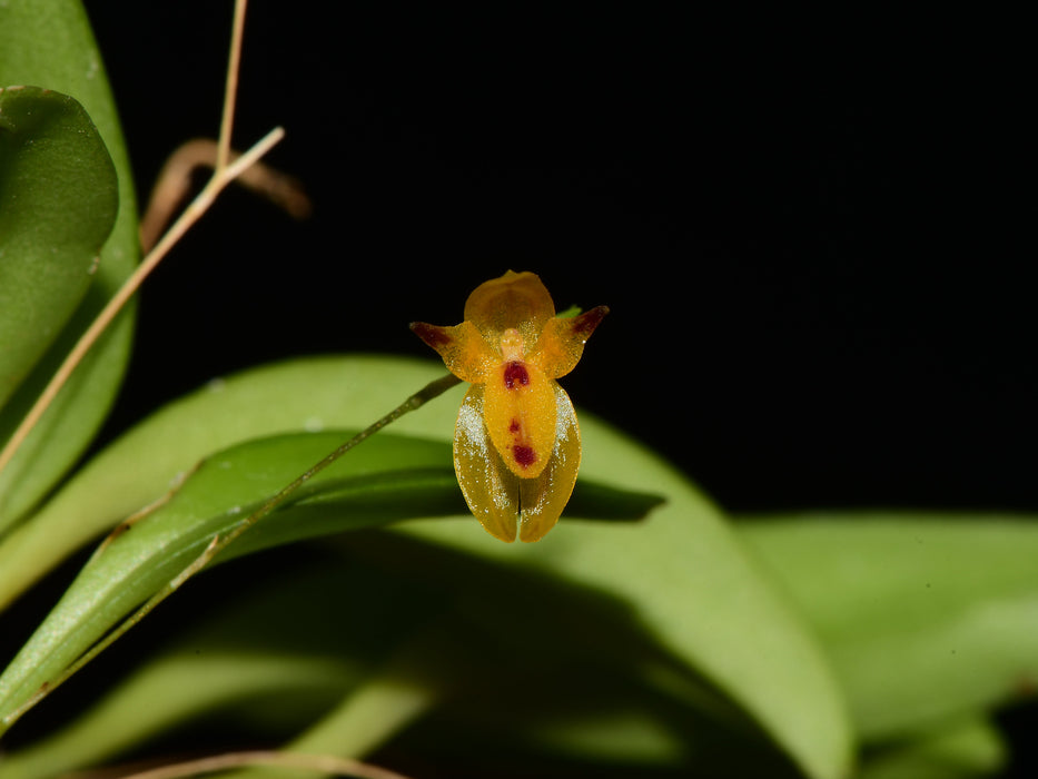 Platystele aurea