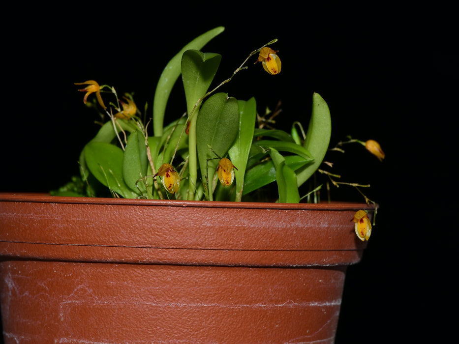 Platystele aurea