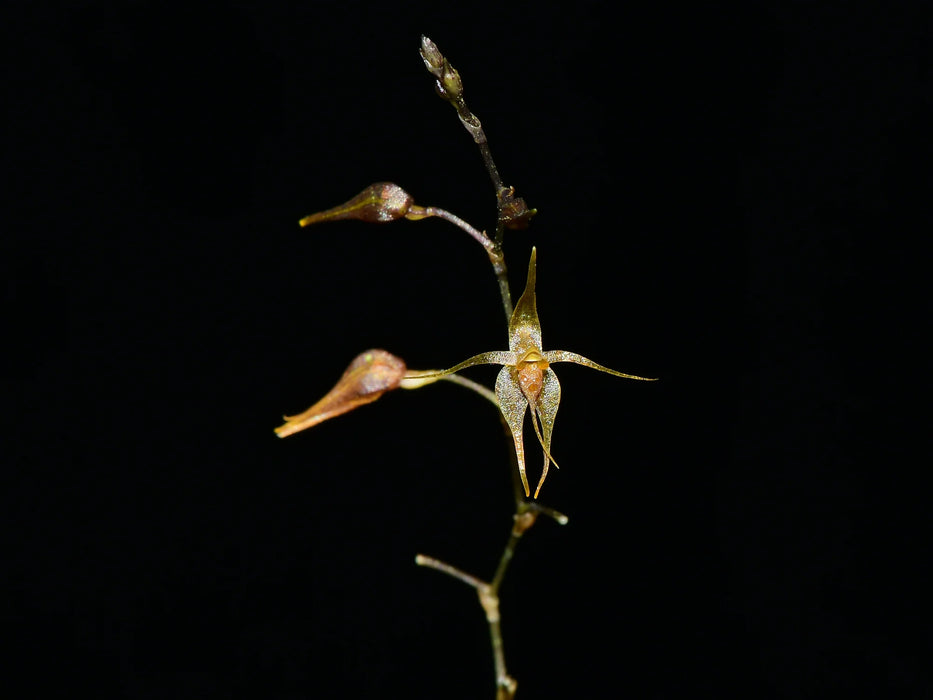 Platystele examen-culicum