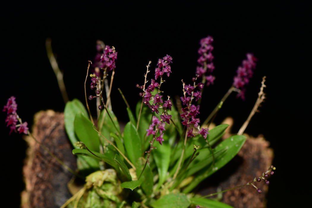 Platystele ornata
