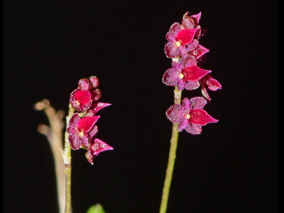 Platystele ornata