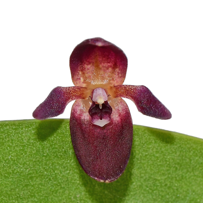 Pleurothallis kelsoae