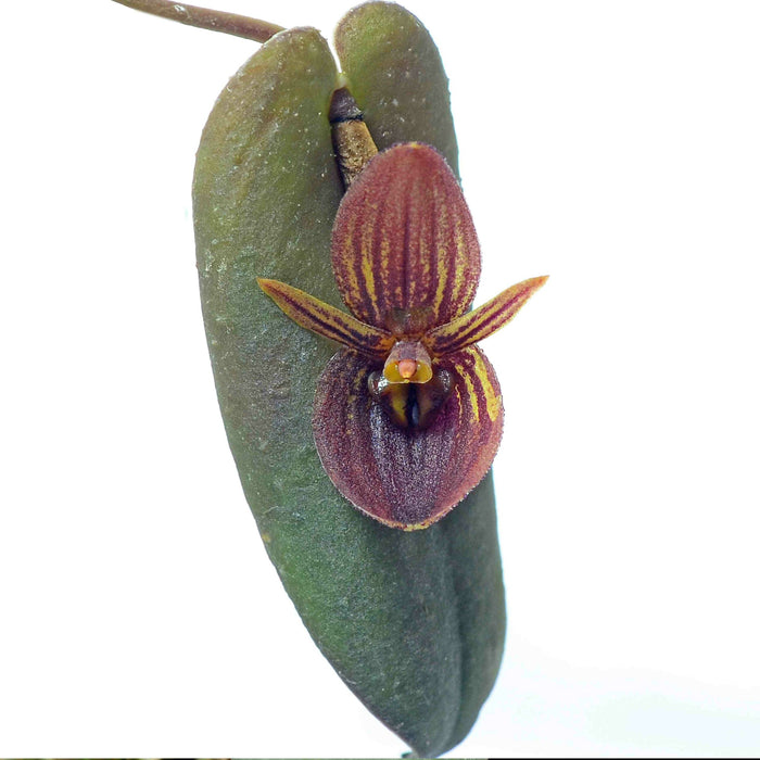 Pleurothallis lynniana