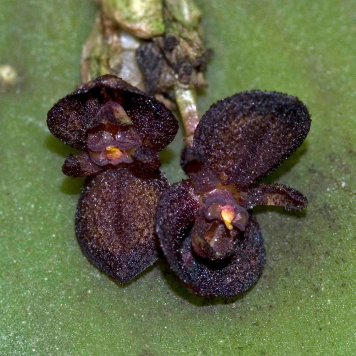 Pleurothallis phymatodea