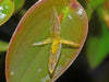 Pleurothallis crucifera