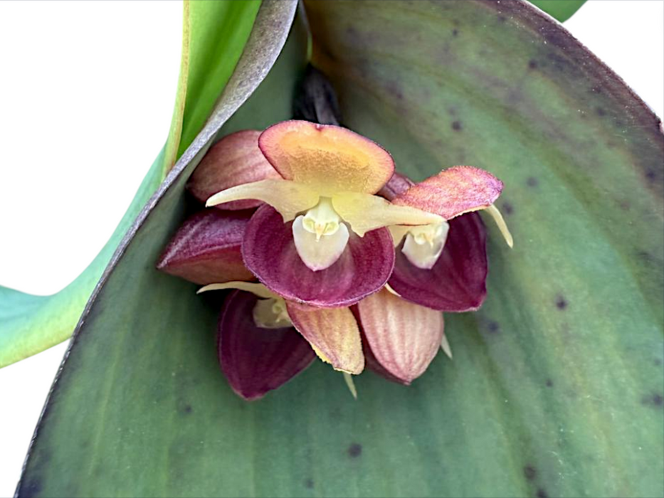 Pleurothallis cyanea