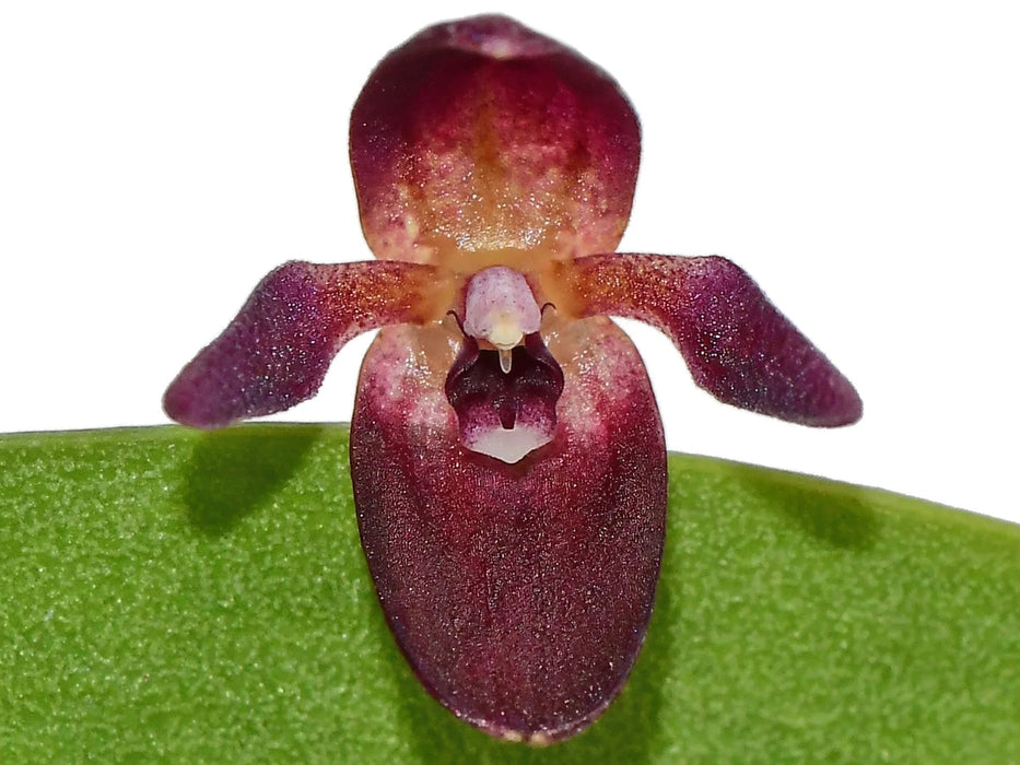Pleurothallis kelsoae