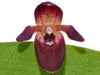 Pleurothallis kelsoae