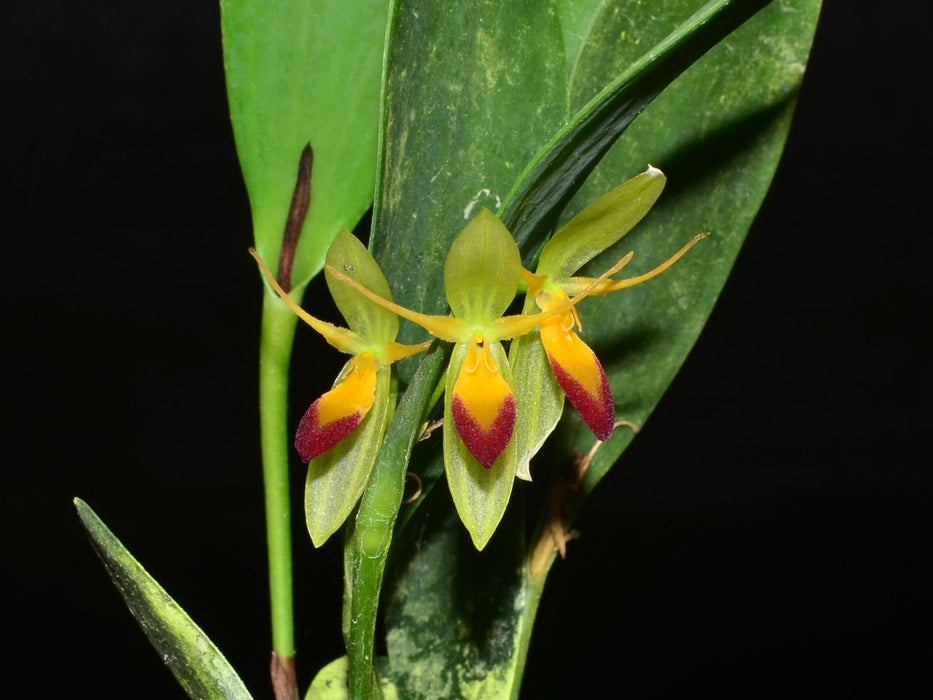 Pleurothallis medinae