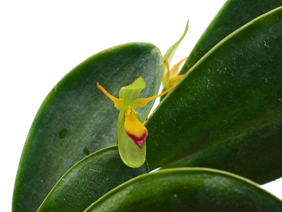 Pleurothallis medinae