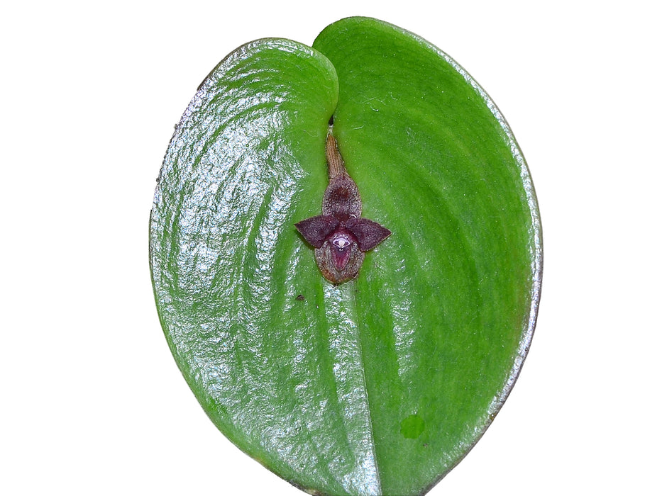 Pleurothallis nangaritzae