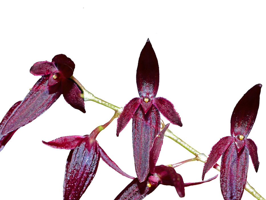 Pleurothallis rowleei