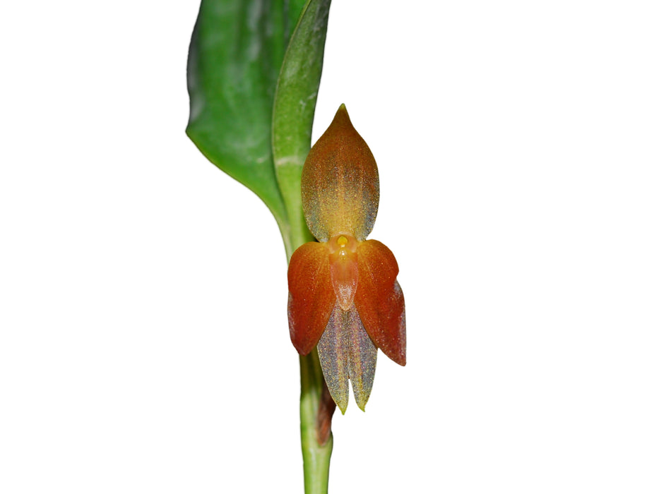 Pleurothallis sandemanii