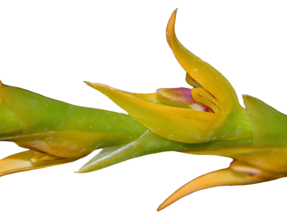 Pleurothallis tricarinata