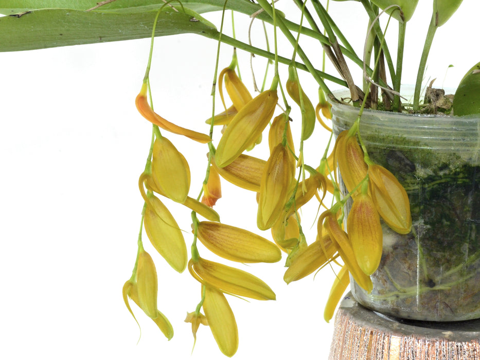 Pleurothallis thysana