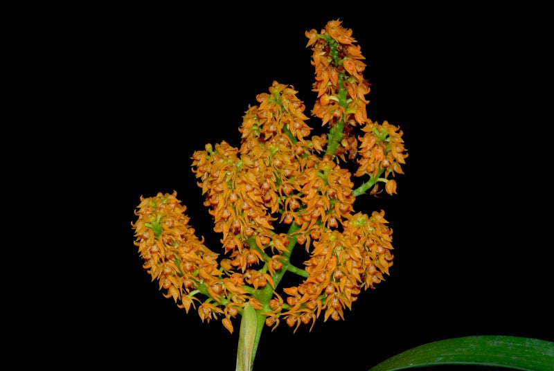 Polystachya paniculata