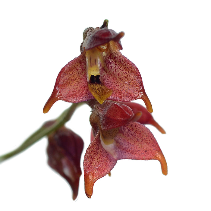 Porroglossum Ivan Portilla