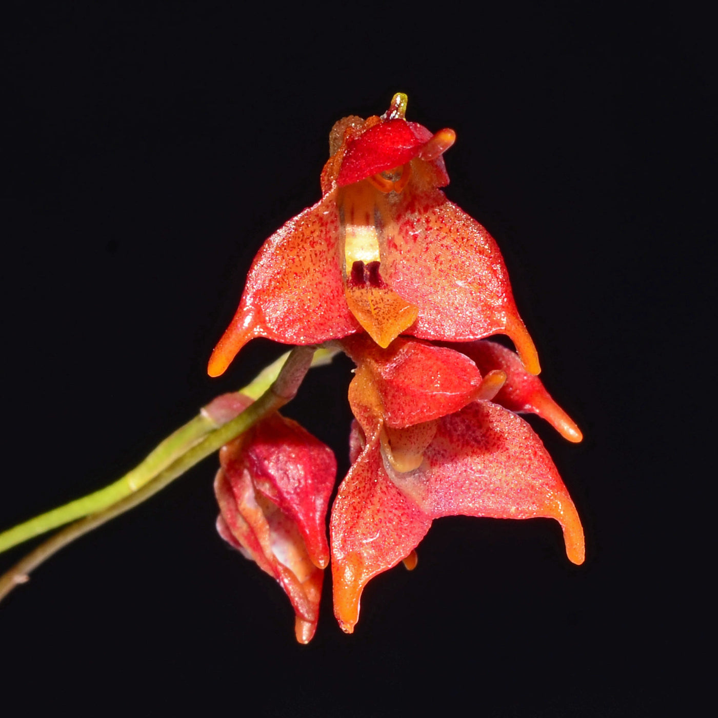 Porroglossum Ivan Portilla — Ecuagenera USA Corp