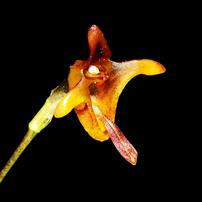 Porroglossum teretilabia