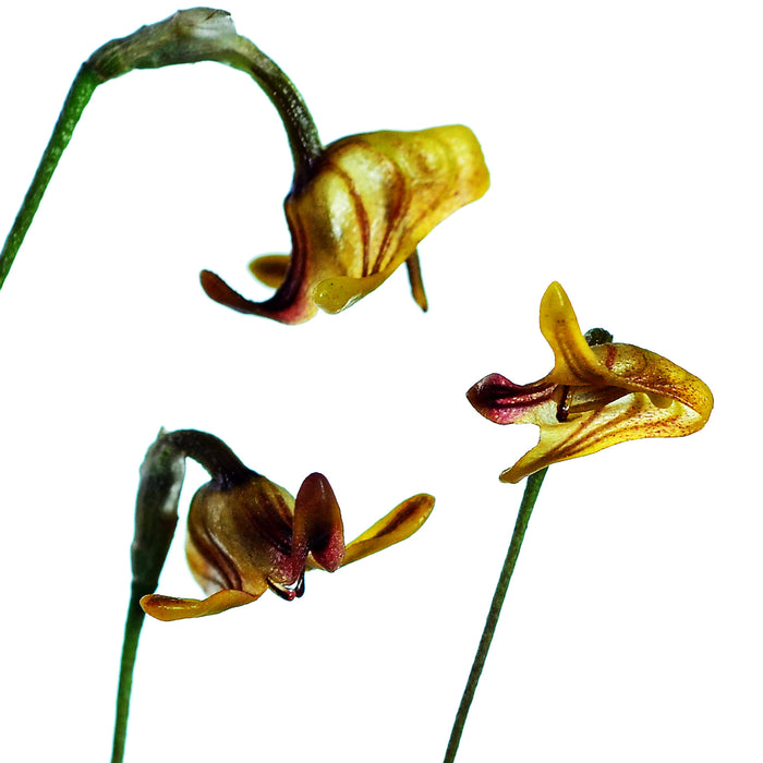 Porroglossum teretilabia