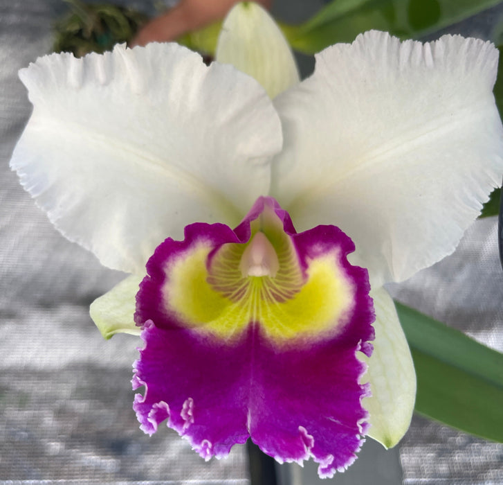 Potinara Nonthaburi Fancy x Pot. Phiti X Blc. Success Dream Miracles