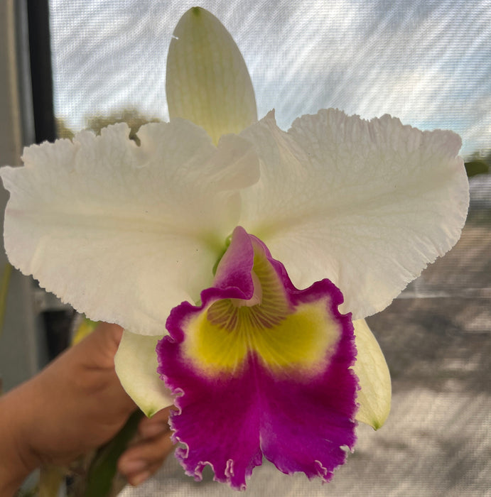 Potinara Nonthaburi Fancy x Pot. Phiti X Blc. Success Dream Miracles