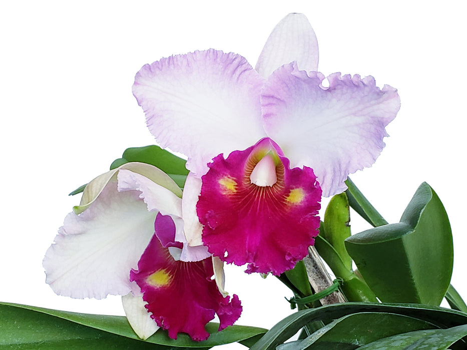 Potinara Nonthaburi Fancy x Pot. Phiti X Blc. Success Dream Miracles