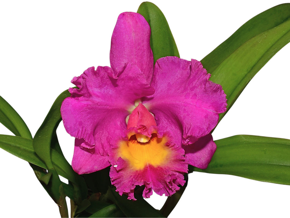 Potinara Perfect Choice "Noble Lady" Bm/joga x Blc. Lawless Freischutz Carmela